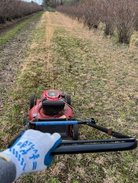 A red lawn mower getting pushed by a gloved hand between rows of blueberry bushes.